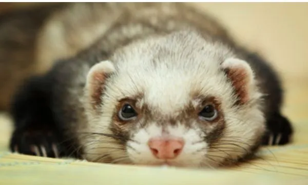 why do ferrets randomly lay down?
