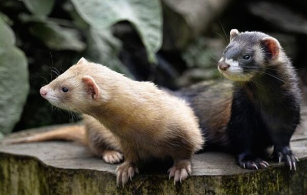 Can Ferrets Carry Rabies?