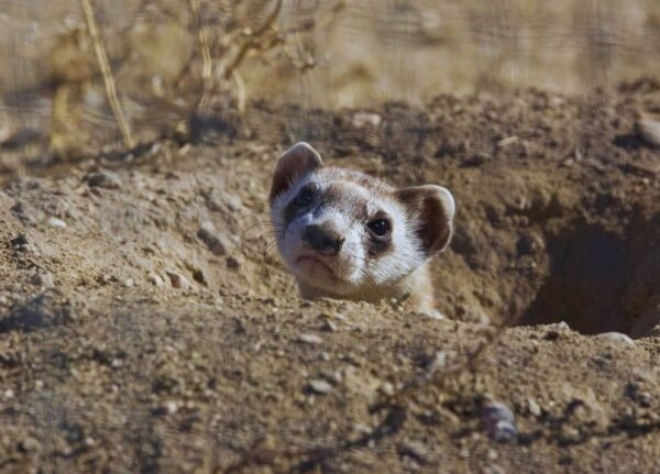Are Black-footed ferrets endangered?