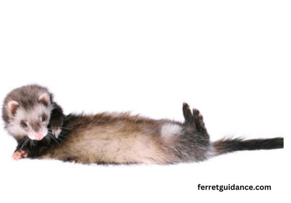 Why ferrets are so flexible?