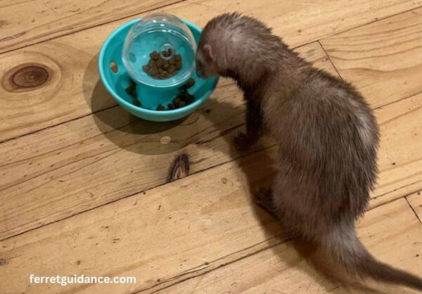 why does my ferret have diarrhea?