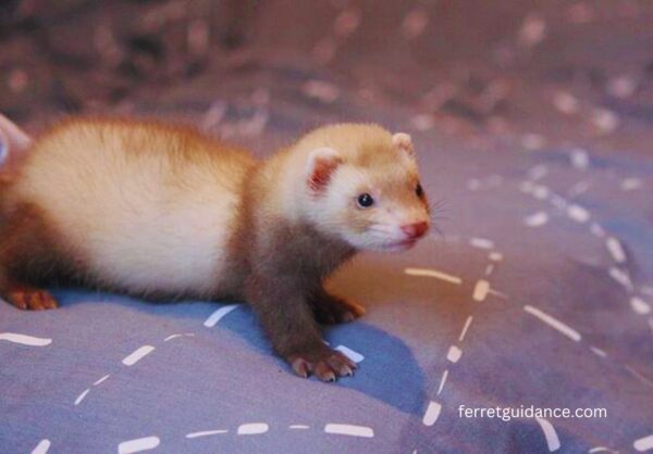 Can ferrets eat rubber?