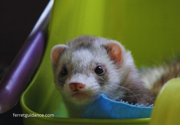 do ferrets eat dead animals?