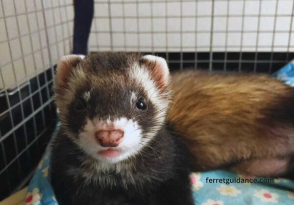 Can ferrets eat yogurt? 