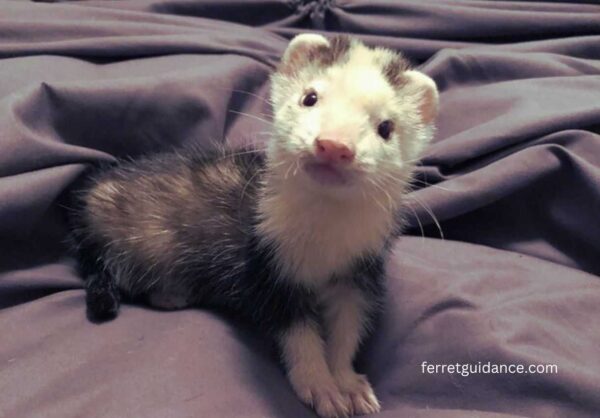 can ferrets eat grasshoppers?