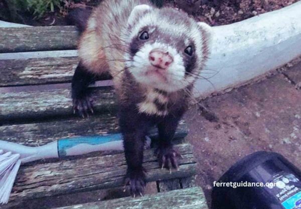 Aleutian disease in ferrets?