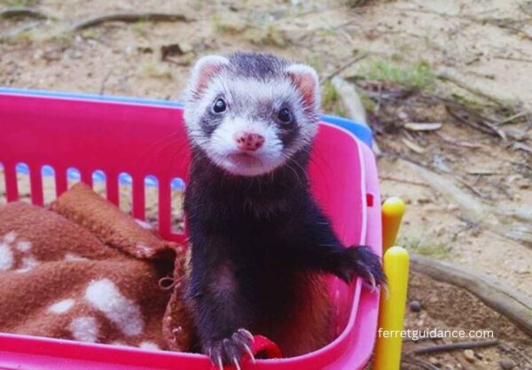 can ferrets eat squirrels?