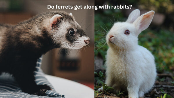 Do ferrets get along with rabbits?