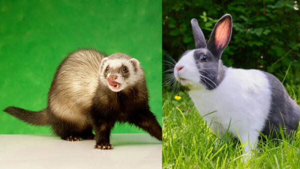 Do ferrets get along with rabbits?