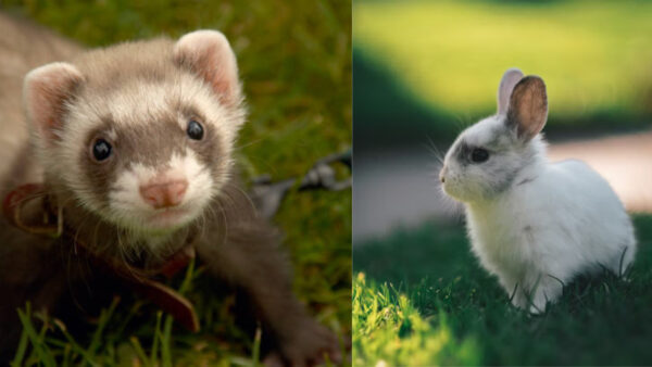 Do ferrets get along with rabbits?