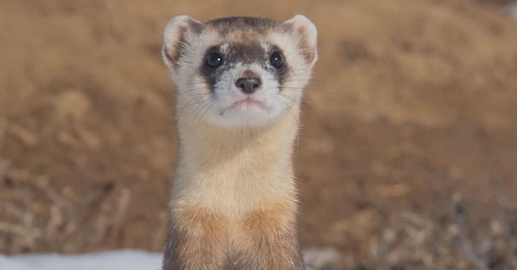 will a ferret kill another ferret?