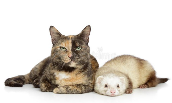 Can a ferret kill a cat?