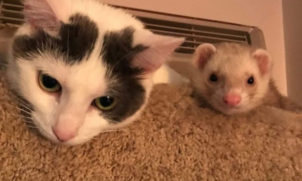 Can a ferret kill a cat?