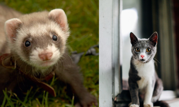 Can a ferret kill a cat?