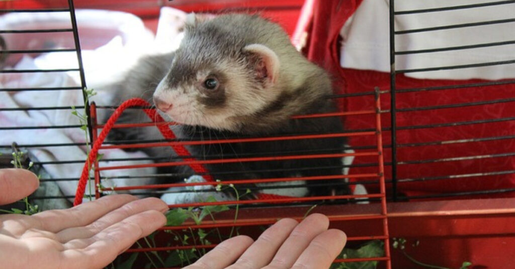 will a ferret kill another ferret?