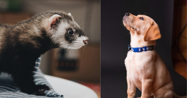 Did you know? Can a Ferret Kill a Dog?