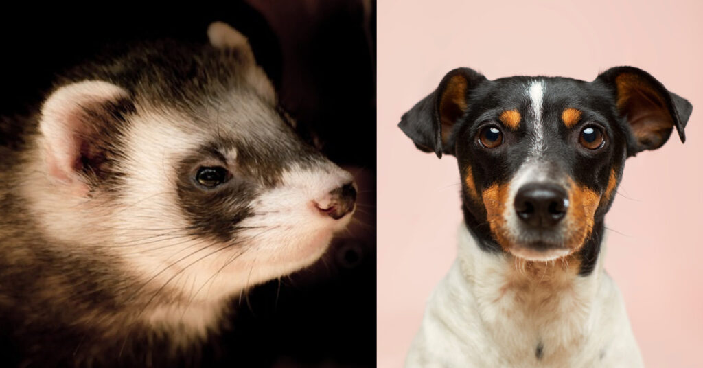 Can a ferret kill a dog?