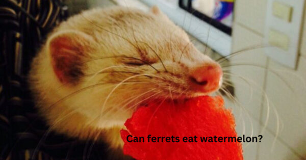 Did you know, Can Ferrets Eat Watermelon?