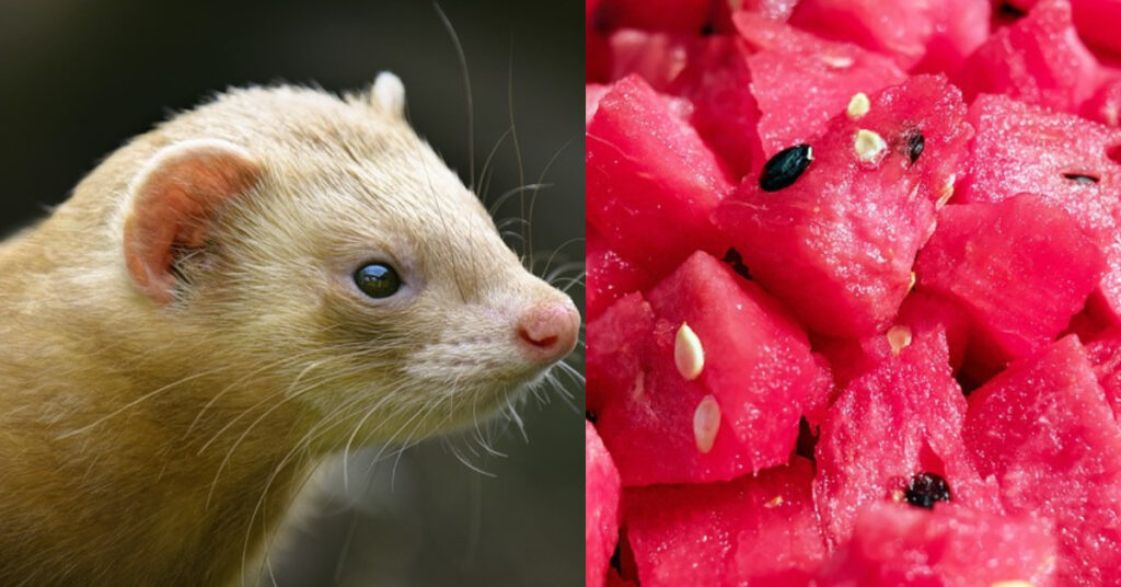 Can ferrets eat watermelon?