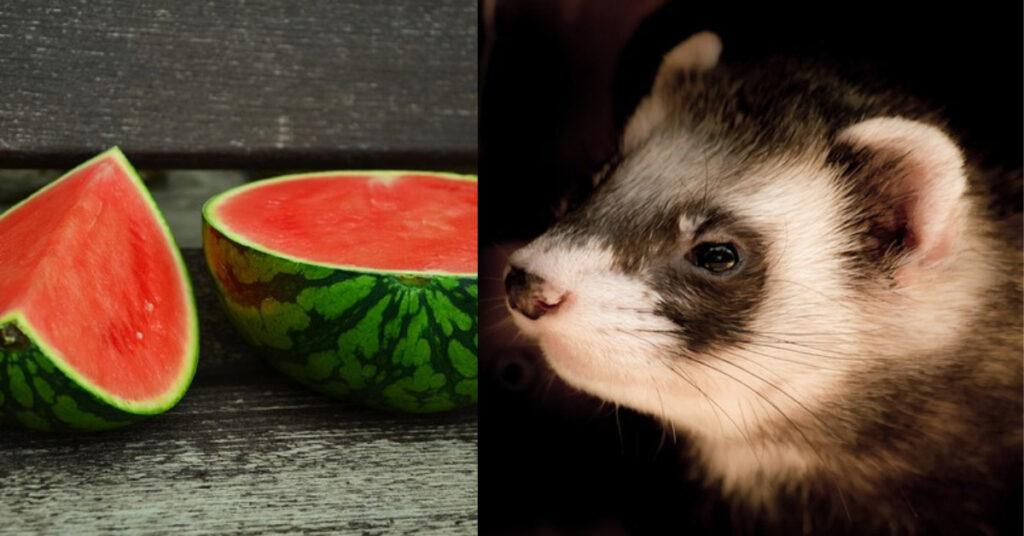 Can ferrets eat watermelon?