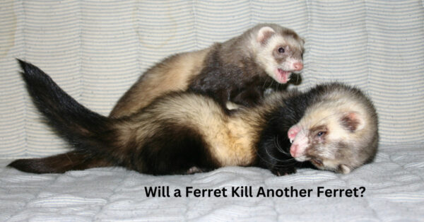Will a ferret kill another ferret?