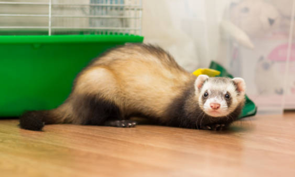 why does my ferret stare at me?