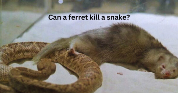 Can a ferret kill a snake?
