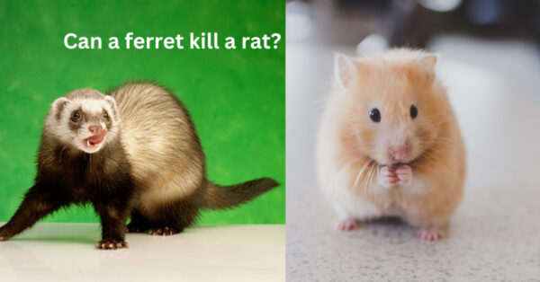 Do you know, can a ferret kill a rat?