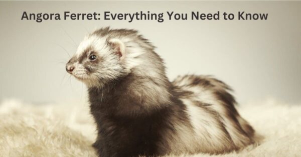 Angora Ferret Everything You Need to Know