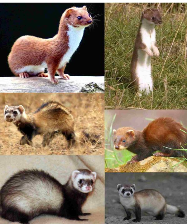 Difference Between Mongoose vs Ferret, Weasel, Mink, Polecat