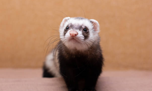 why does my ferret stare at me?