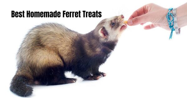 Homemade Ferret Treats And The Best Treats For Ferrets