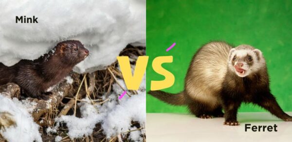 Difference Between Mongoose vs Ferret, Weasel, Mink, Polecat