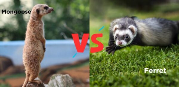 Difference Between Mongoose vs Ferret, Weasel, Mink, Polecat