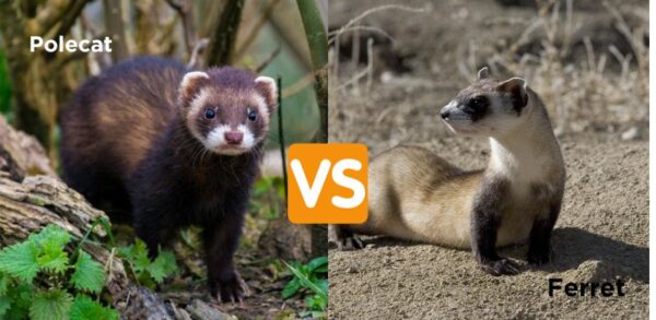 Difference Between Mongoose vs Ferret, Weasel, Mink, Polecat