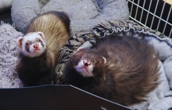 Angora Ferret Everything You Need to Know