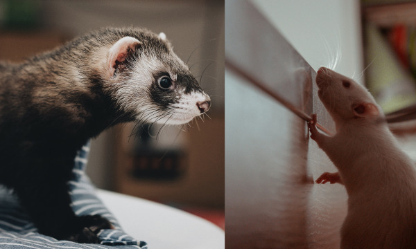 Do you know, can a ferret kill a rat?