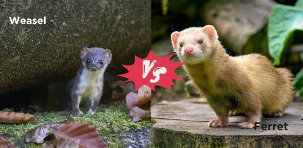 Difference Between Mongoose vs Ferret, Weasel, Mink, Polecat