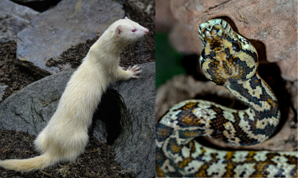 Can a ferret kill a snake?