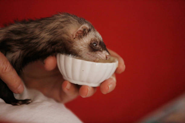 best homemade ferret treats