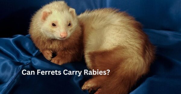 can ferrets carry rabies?