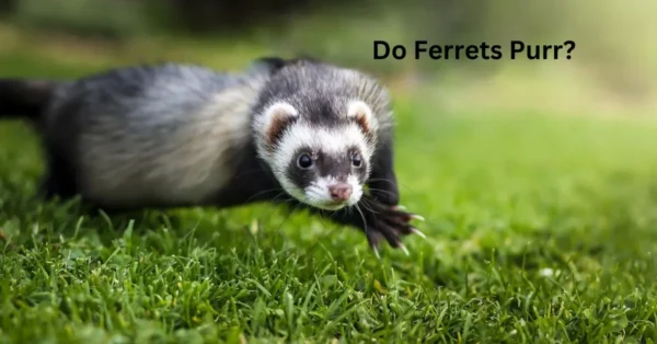 do you know, do ferrets purr?