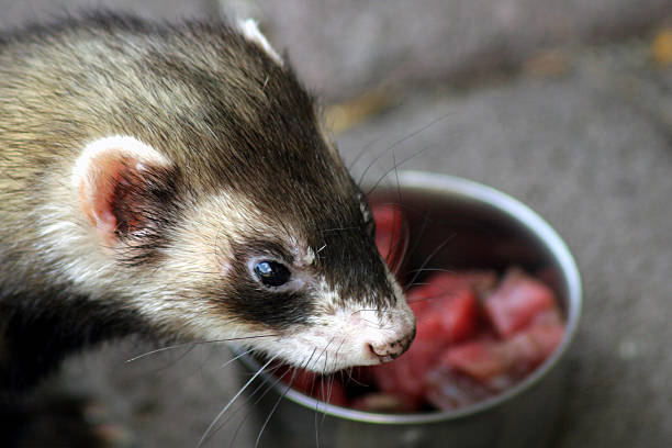 best homemade ferret treats