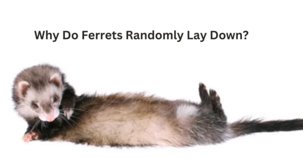 why do ferrets randomly lay down?
