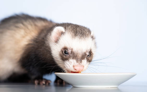 best homemade ferret treats