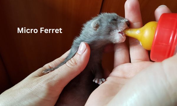 Micro ferrets complete breakdown