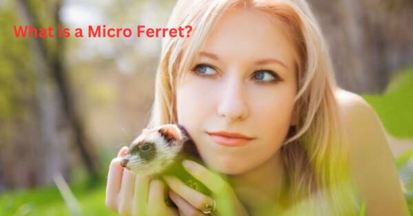 Did you know, what is a micro ferret?