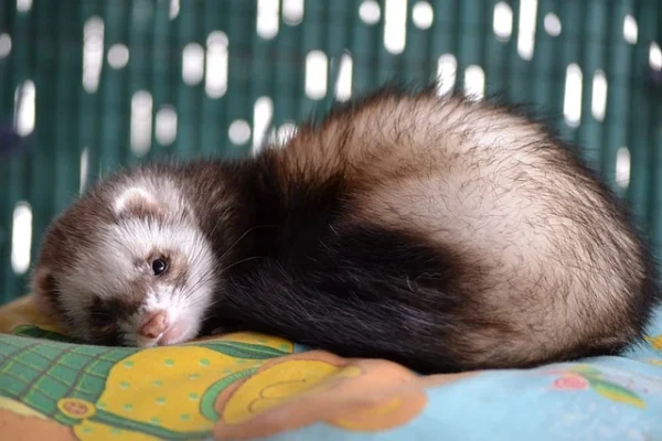 do ferrets purr?