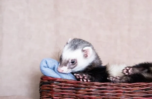 why do ferrets randomly lay down?