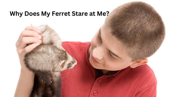 have you ever asked, why does my ferret stare at me?